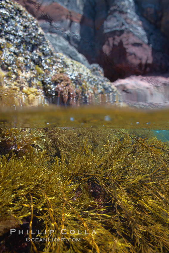 Kelp and volcanic shoreline rocks, half and half view, at waters edge. Guadalupe Island (Isla Guadalupe), Baja California, Mexico, Stephanocystis dioica, natural history stock photograph, photo id 21403