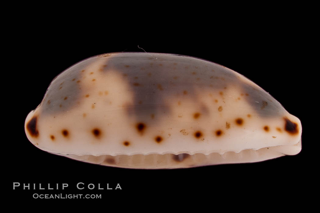 Kiener's Cowrie., Cypraea kieneri, natural history stock photograph, photo id 08266