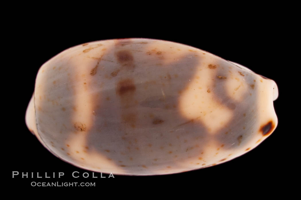 Kiener's Cowrie., Cypraea kieneri, natural history stock photograph, photo id 08264