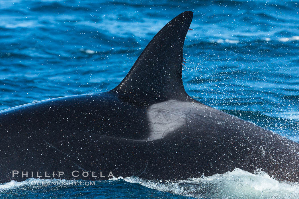 Saddle patch and dorsal fin of a killer whale, Palos Verdes. California, USA, Orcinus orca, natural history stock photograph, photo id 30434