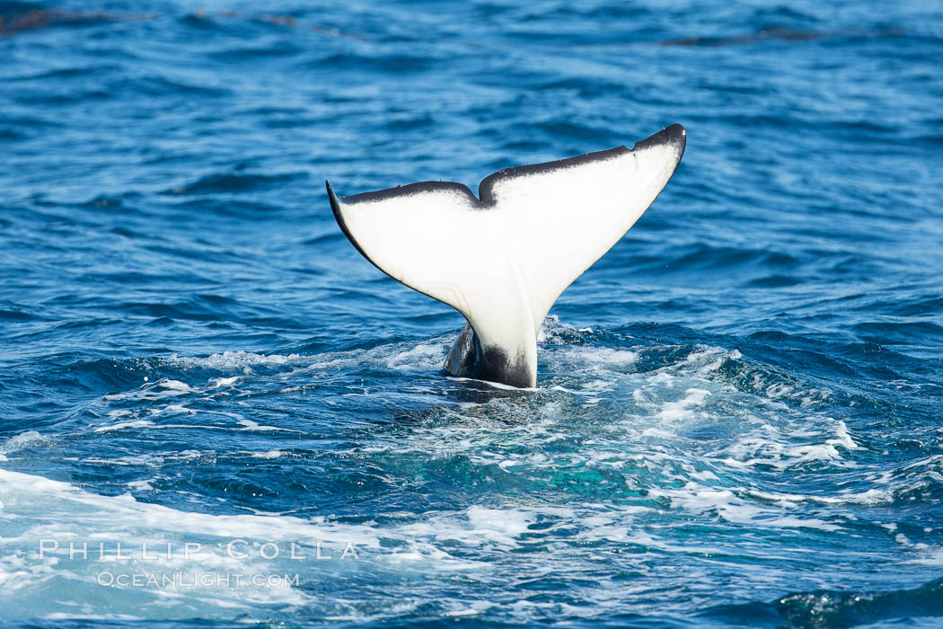 Fluke (tail) of killer whale, Biggs Transient Orca, Palos Verdes. California, USA, Orcinus orca, natural history stock photograph, photo id 30436