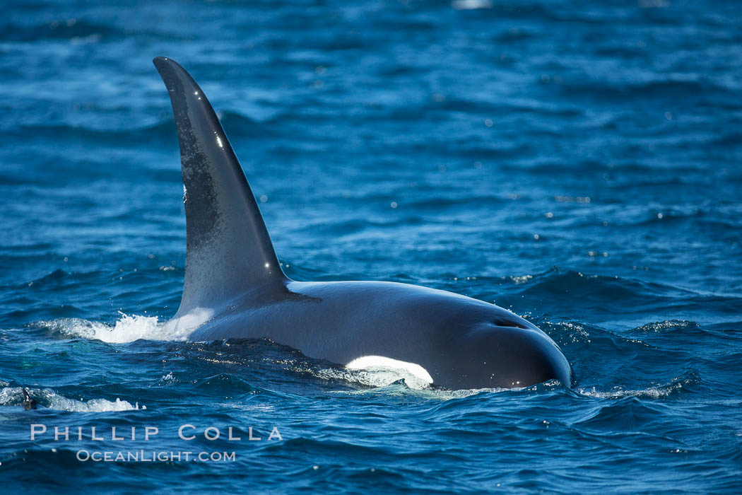 Image 30435, Adult male killer whale, tall dorsal fin, Palos Verdes. California, USA, Orcinus orca, Phillip Colla, all rights reserved worldwide. Keywords: animalis, biggs transient, california, chordata, killer whale, mammal, marine mammal, ocean, odontocete, orca, orcinus, orcinus orca, pacific, palos verdes, predator, whale.