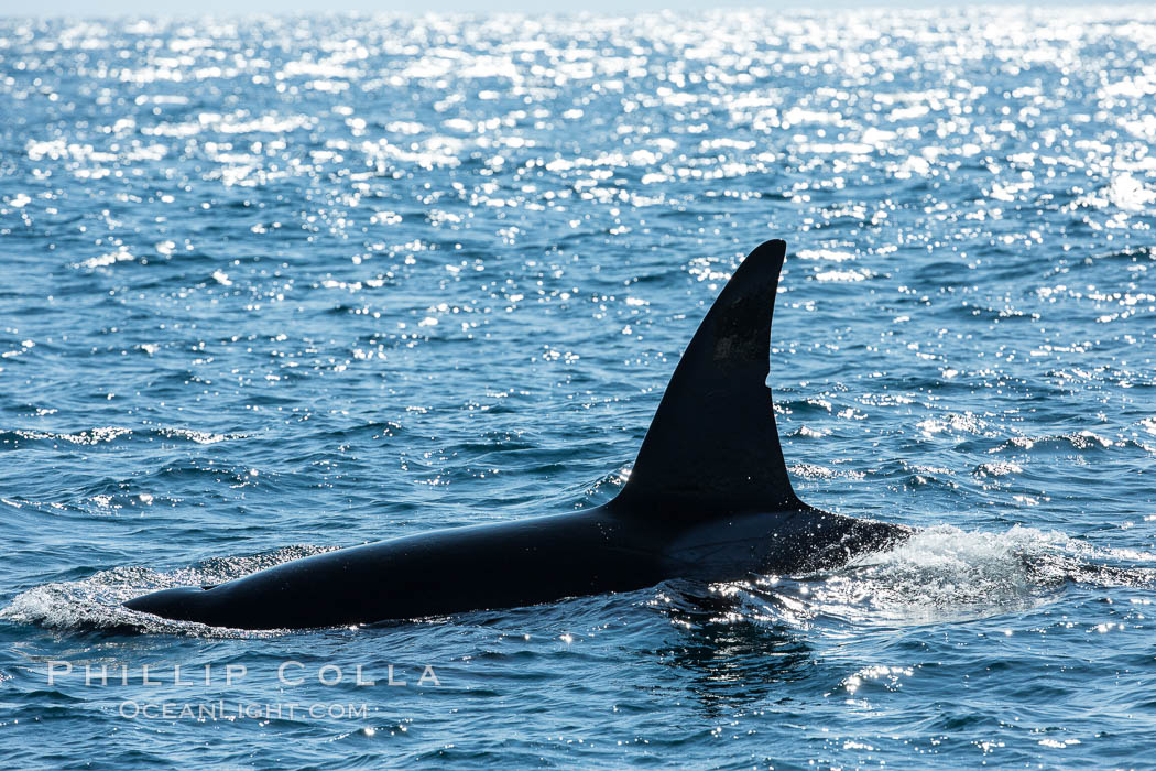 Killer Whale, Biggs Transient Orca, Palos Verdes. California, USA, natural history stock photograph, photo id 30441