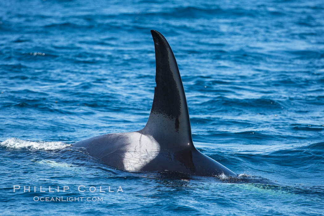 Killer Whale, Biggs Transient Orca, Palos Verdes. California, USA, natural history stock photograph, photo id 30445