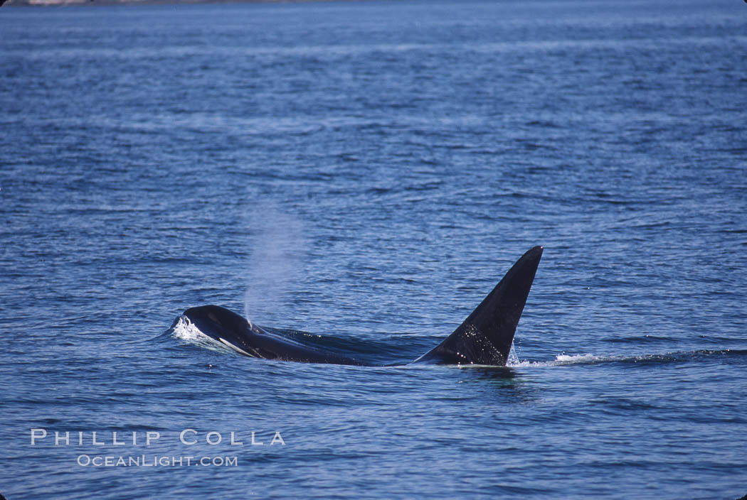 Killer whale (orca). Frederick Sound, Alaska, USA, Orcinus orca, natural history stock photograph, photo id 04410