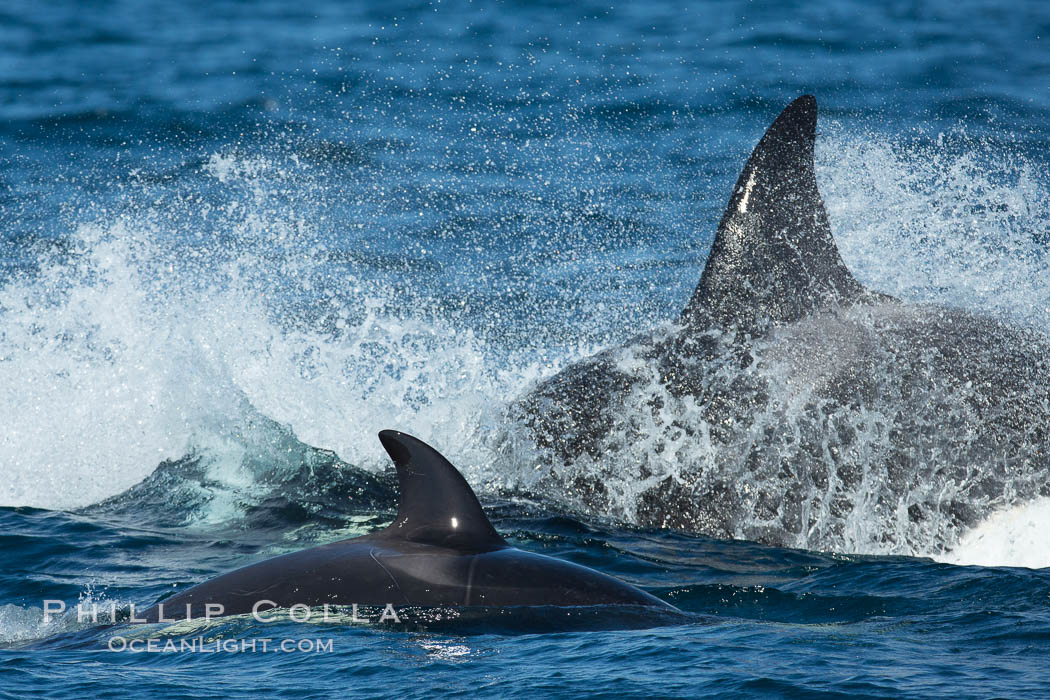 Killer Whales, Biggs Transient Orcas, Palos Verdes. California, USA, natural history stock photograph, photo id 30440