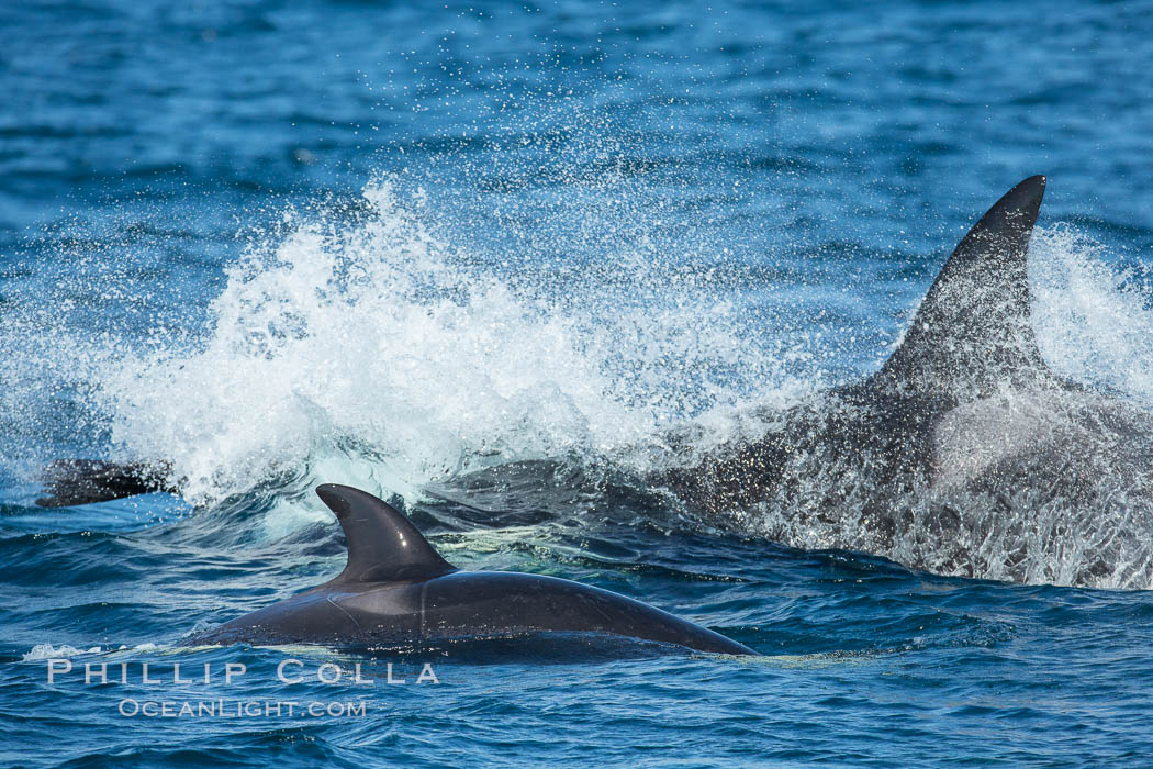 Killer Whales, Biggs Transient Orcas, Palos Verdes. California, USA, natural history stock photograph, photo id 30439