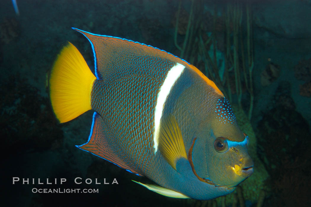 King angelfish., Holacanthus passer, natural history stock photograph, photo id 08818