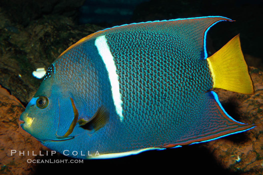 King angelfish., Holacanthus passer, natural history stock photograph, photo id 09226
