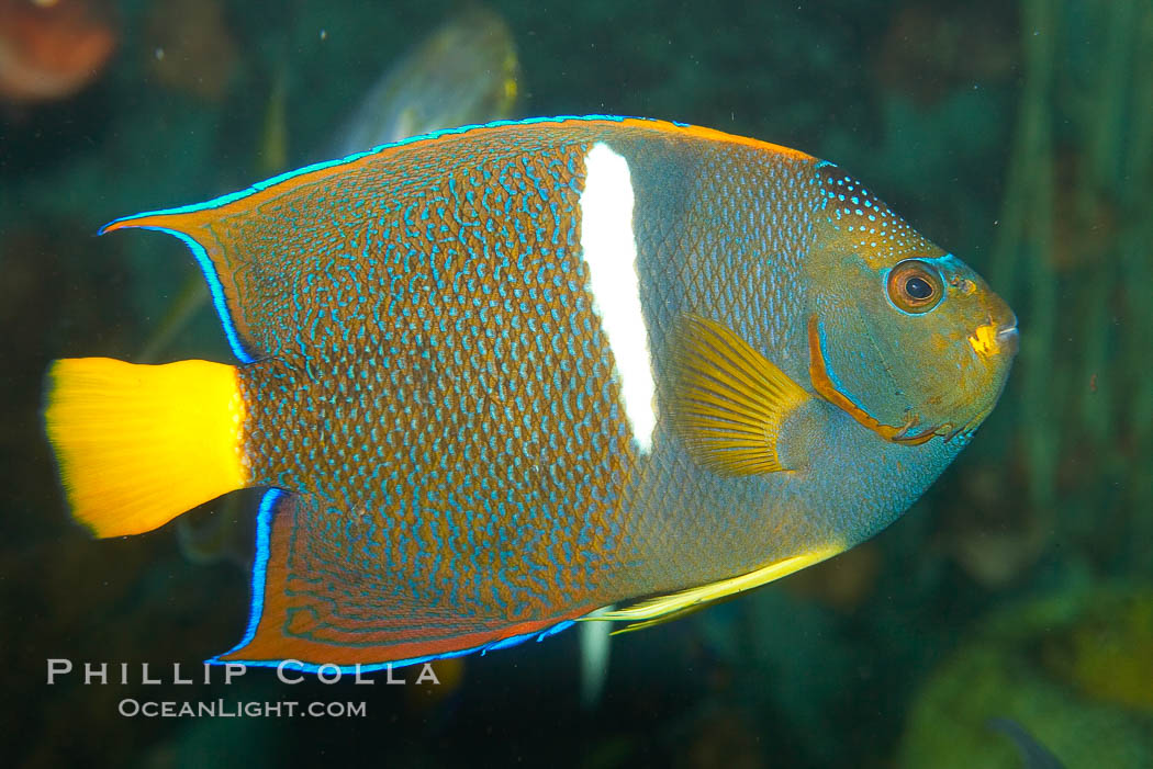 King angelfish., Holacanthus passer, natural history stock photograph, photo id 12892