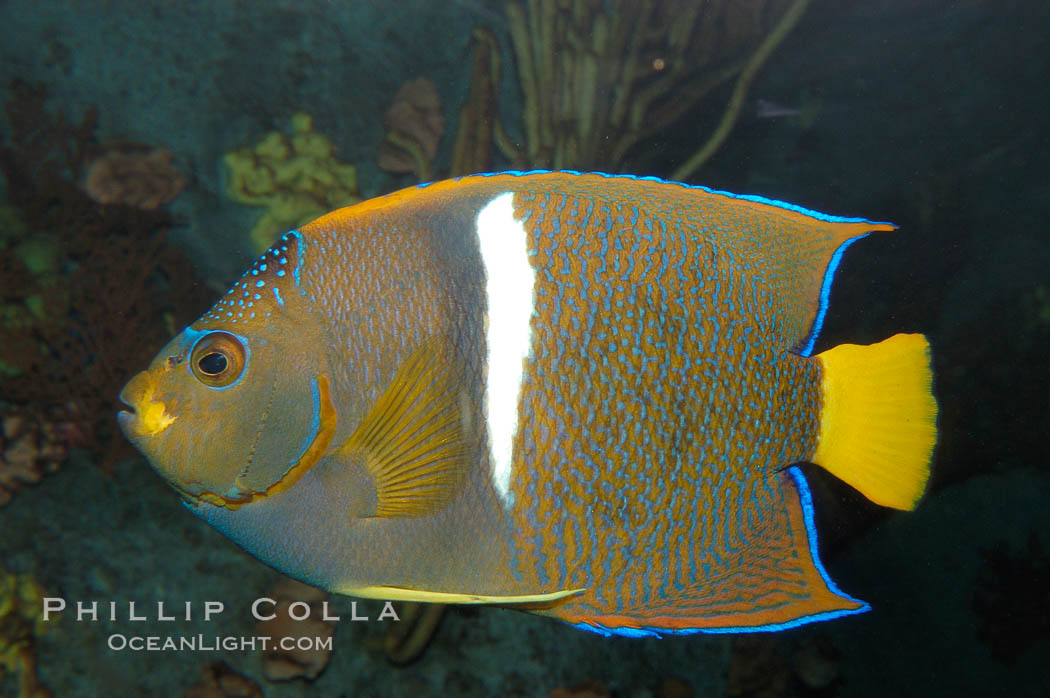 King angelfish., Holacanthus passer, natural history stock photograph, photo id 08817