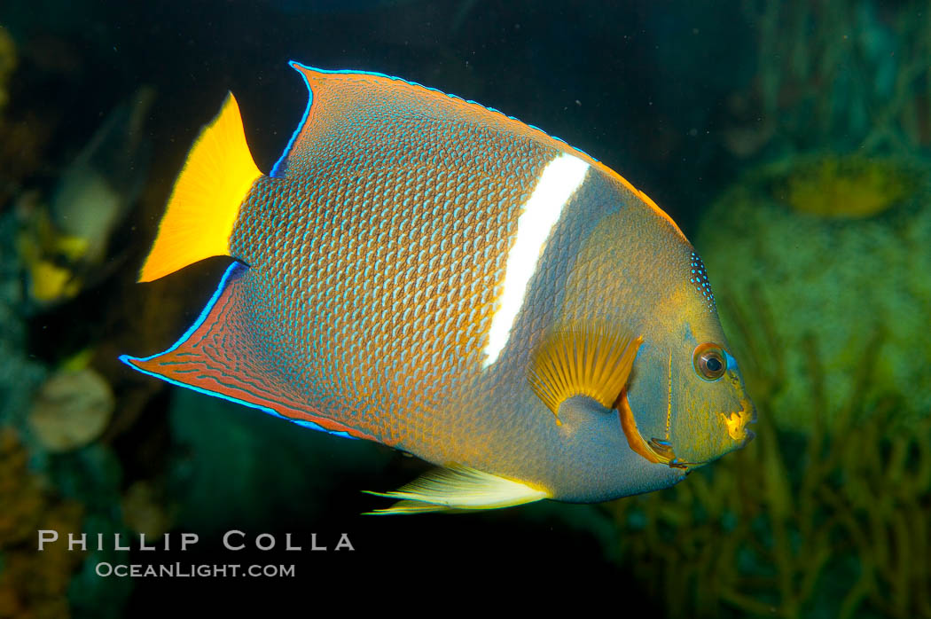 King angelfish., Holacanthus passer, natural history stock photograph, photo id 12889