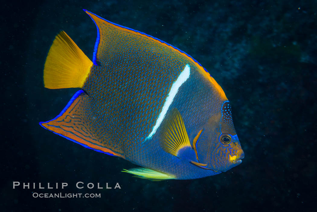 King Angelfish, Sea of Cortez, Baja California. Isla San Diego, Mexico, Holacanthus passer, natural history stock photograph, photo id 33525