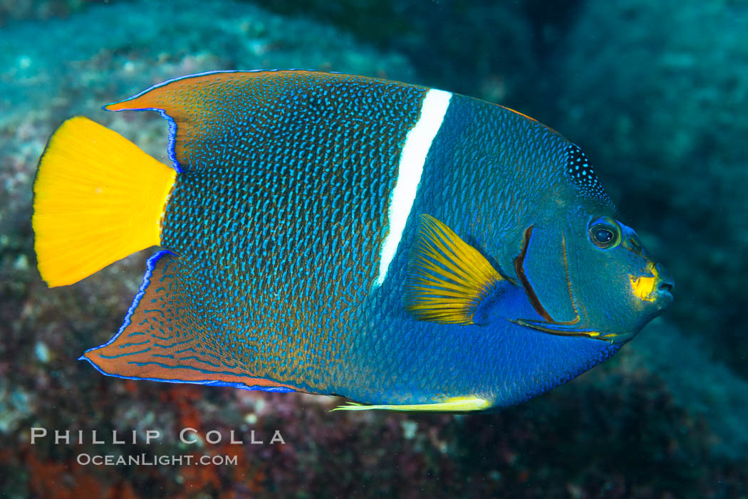 King Angelfish, Sea of Cortez, Baja California. Isla San Diego, Mexico, Holacanthus passer, natural history stock photograph, photo id 33533