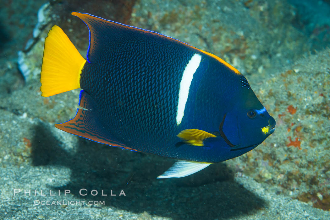 King Angelfish, Sea of Cortez, Punta Alta, Baja California, Mexico, Holacanthus passer, natural history stock photograph, photo id 33726