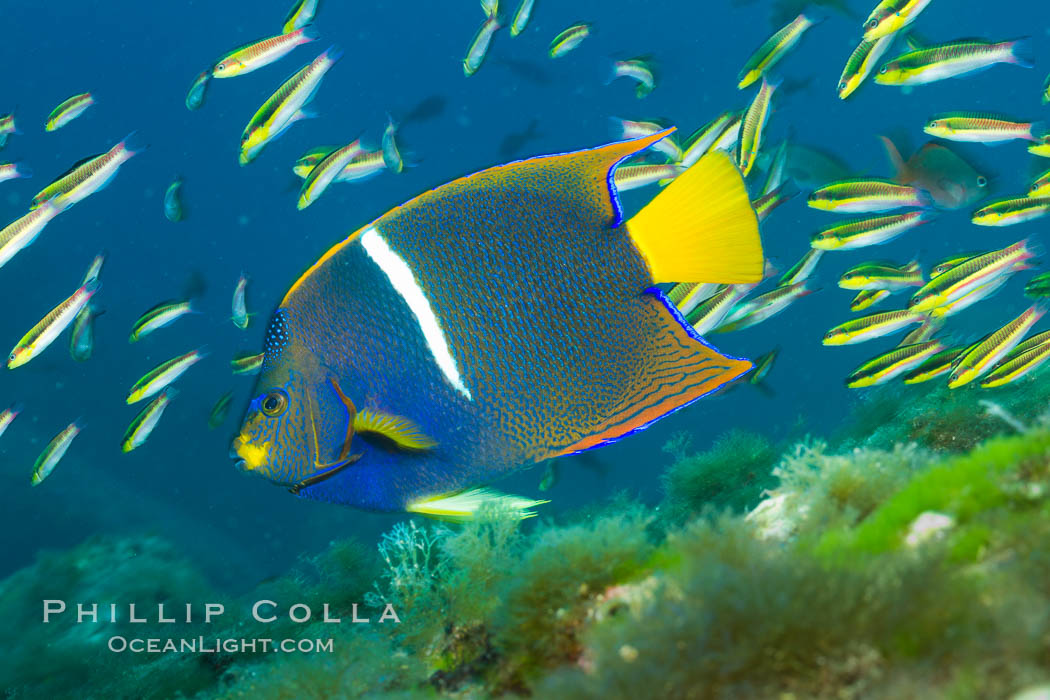 King angelfish in the Sea of Cortez, Mexico. Baja California, Holacanthus passer, natural history stock photograph, photo id 27476