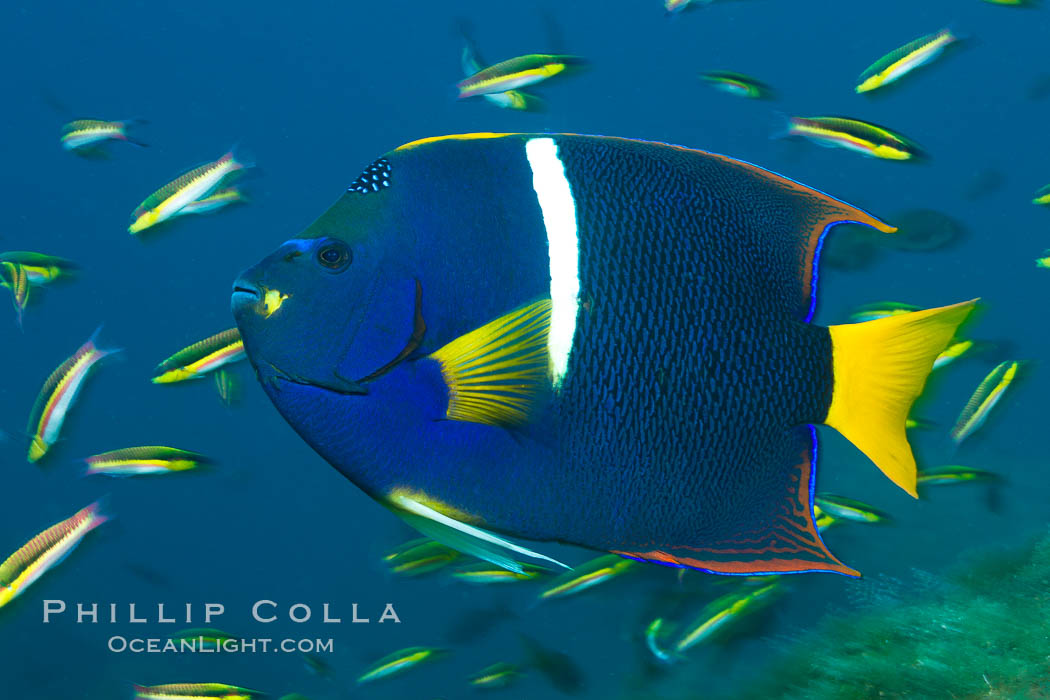 King angelfish in the Sea of Cortez, Mexico. Baja California, Holacanthus passer, natural history stock photograph, photo id 27471