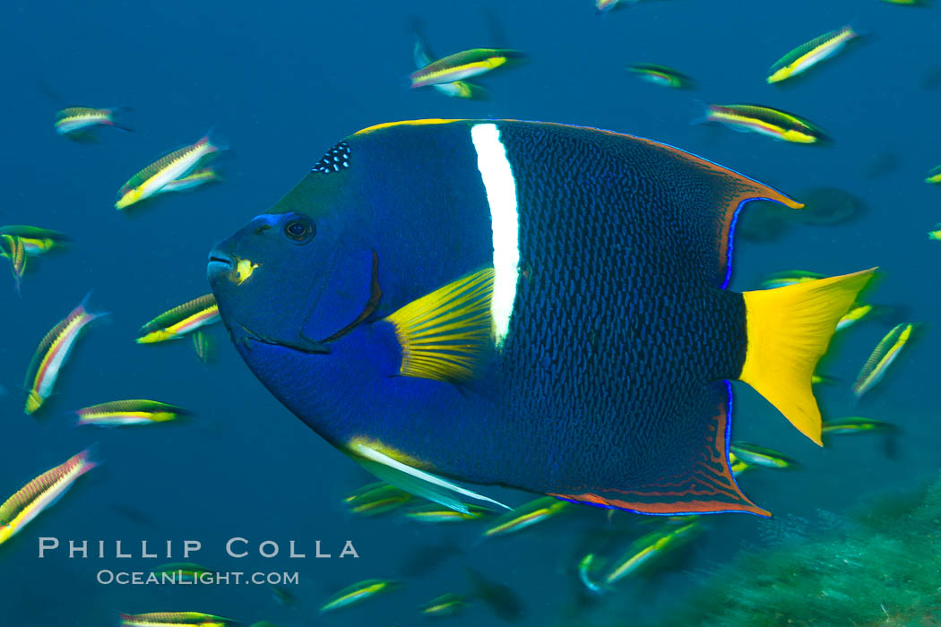 King angelfish in the Sea of Cortez, Mexico. Baja California, Holacanthus passer, natural history stock photograph, photo id 27471