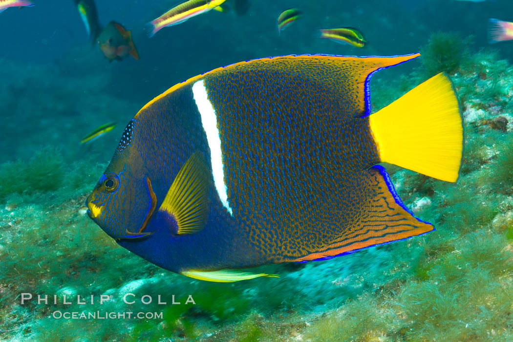 King angelfish in the Sea of Cortez, Mexico. Baja California, Holacanthus passer, natural history stock photograph, photo id 27475