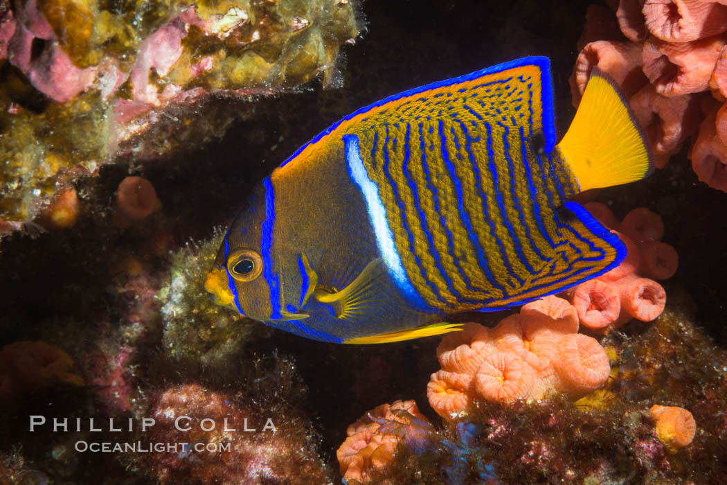 King Angelfish, Sea of Cortez, Isla Las Animas, Baja California, Mexico, Holacanthus passer, natural history stock photograph, photo id 33683