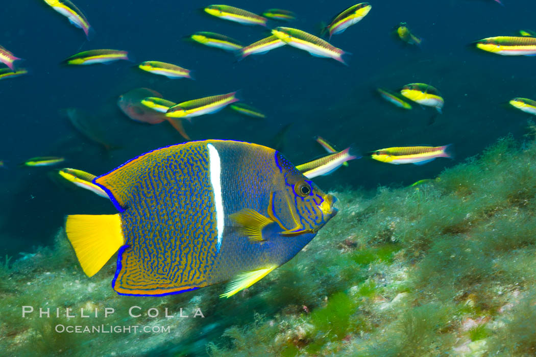 King angelfish in the Sea of Cortez, Mexico. Baja California, Holacanthus passer, natural history stock photograph, photo id 27477