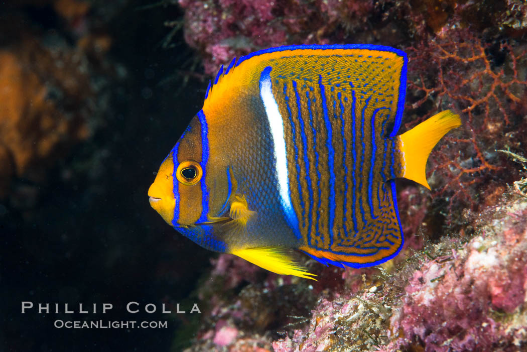 King Angelfish, Sea of Cortez, Baja California, Mexico, Holacanthus passer, natural history stock photograph, photo id 33605