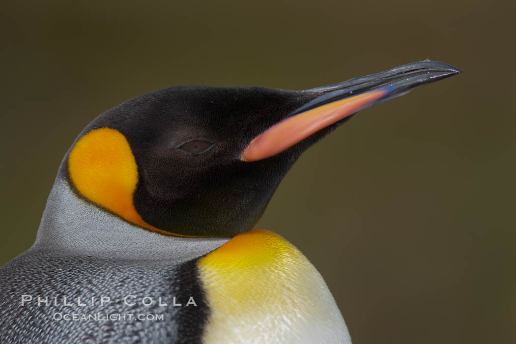 King penguin, showing ornate and distinctive neck, breast and head plumage and orange beak. Fortuna Bay, South Georgia Island, Aptenodytes patagonicus, natural history stock photograph, photo id 24598