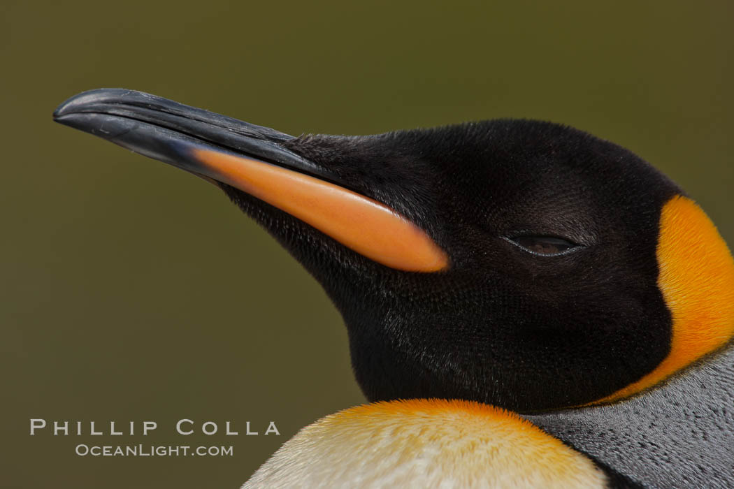 King penguin, showing ornate and distinctive neck, breast and head plumage and orange beak. Fortuna Bay, South Georgia Island, Aptenodytes patagonicus, natural history stock photograph, photo id 24618