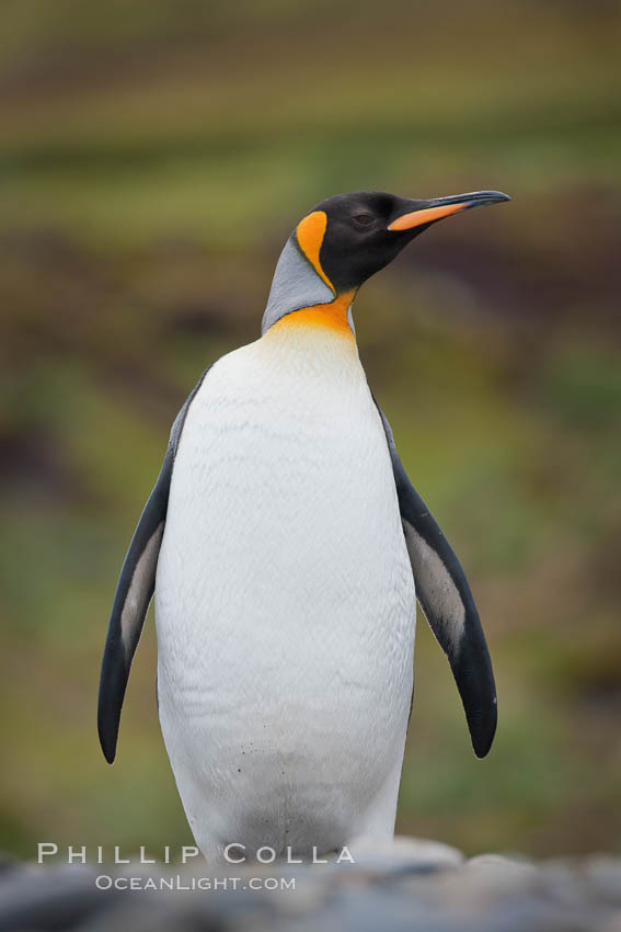King penguin, solitary, standing. Fortuna Bay, South Georgia Island, Aptenodytes patagonicus, natural history stock photograph, photo id 24622