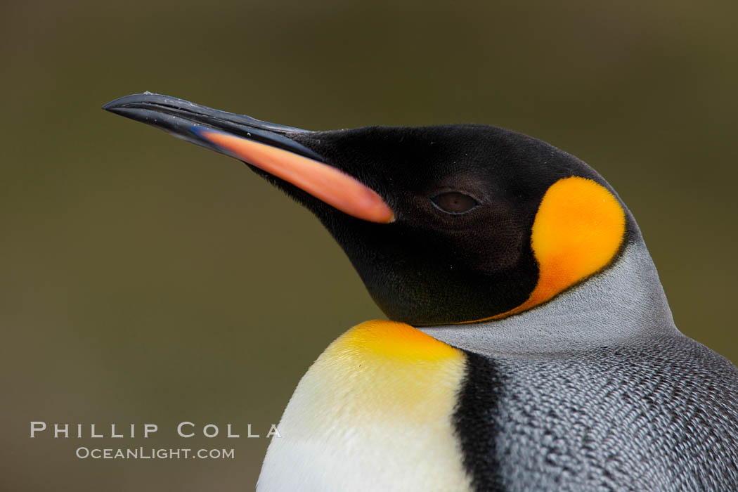 King penguin, showing ornate and distinctive neck, breast and head plumage and orange beak. Fortuna Bay, South Georgia Island, Aptenodytes patagonicus, natural history stock photograph, photo id 24652