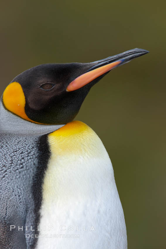 King penguin, showing ornate and distinctive neck, breast and head plumage and orange beak. Fortuna Bay, South Georgia Island, Aptenodytes patagonicus, natural history stock photograph, photo id 24599