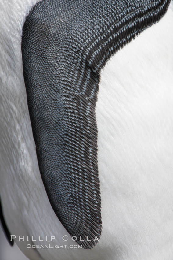 King penguin, wing detail.  The king penguin uses its wings as flipper underwater, enabling it to swim fast. Fortuna Bay, South Georgia Island, Aptenodytes patagonicus, natural history stock photograph, photo id 24619