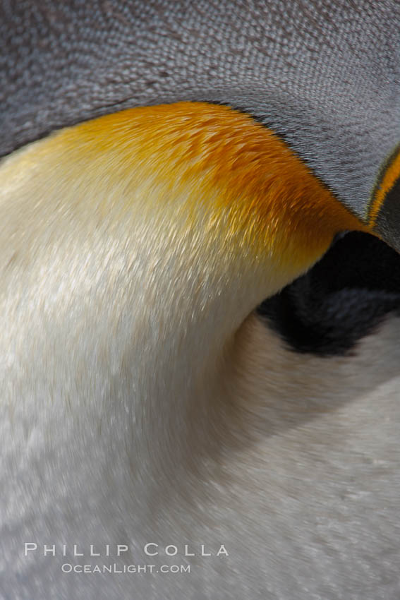 King penguin, showing ornate and distinctive neck, breast and head plumage and orange beak. Fortuna Bay, South Georgia Island, Aptenodytes patagonicus, natural history stock photograph, photo id 24647