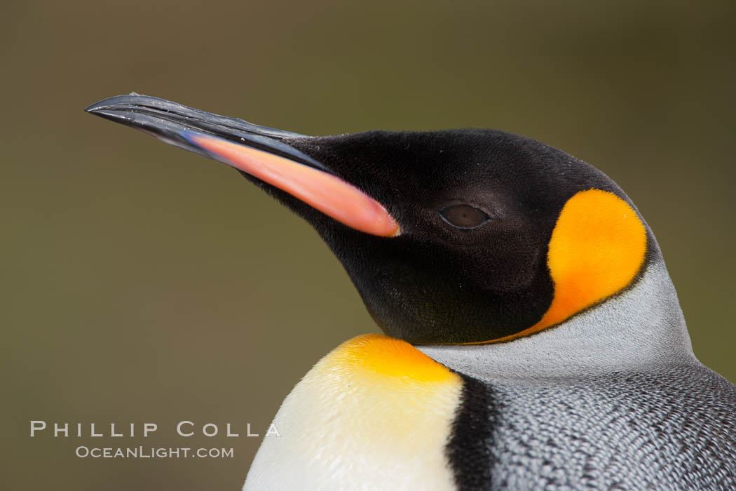 King penguin, showing ornate and distinctive neck, breast and head plumage and orange beak. Fortuna Bay, South Georgia Island, Aptenodytes patagonicus, natural history stock photograph, photo id 24651
