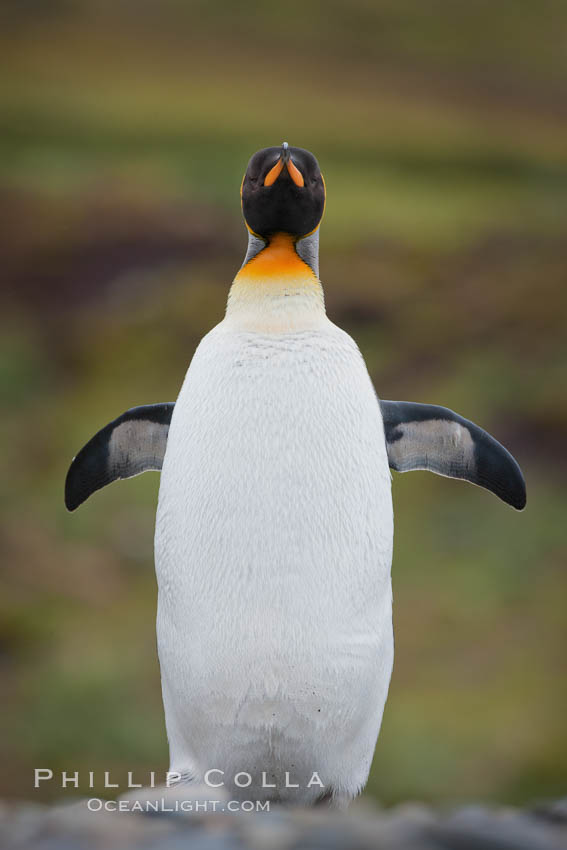 King penguin, solitary, standing. Fortuna Bay, South Georgia Island, Aptenodytes patagonicus, natural history stock photograph, photo id 24663