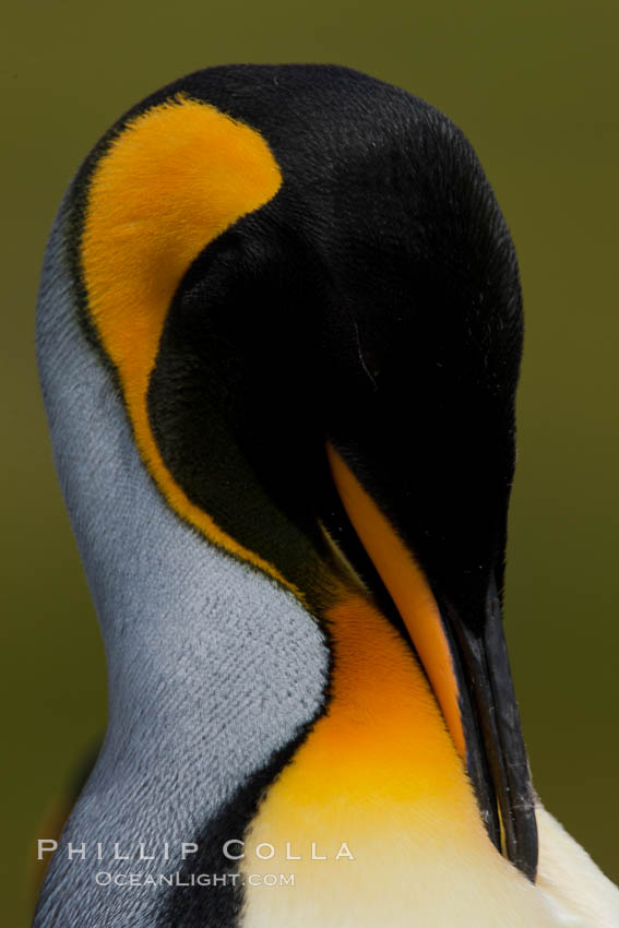King penguin, showing ornate and distinctive neck, breast and head plumage and orange beak. Fortuna Bay, South Georgia Island, Aptenodytes patagonicus, natural history stock photograph, photo id 24649