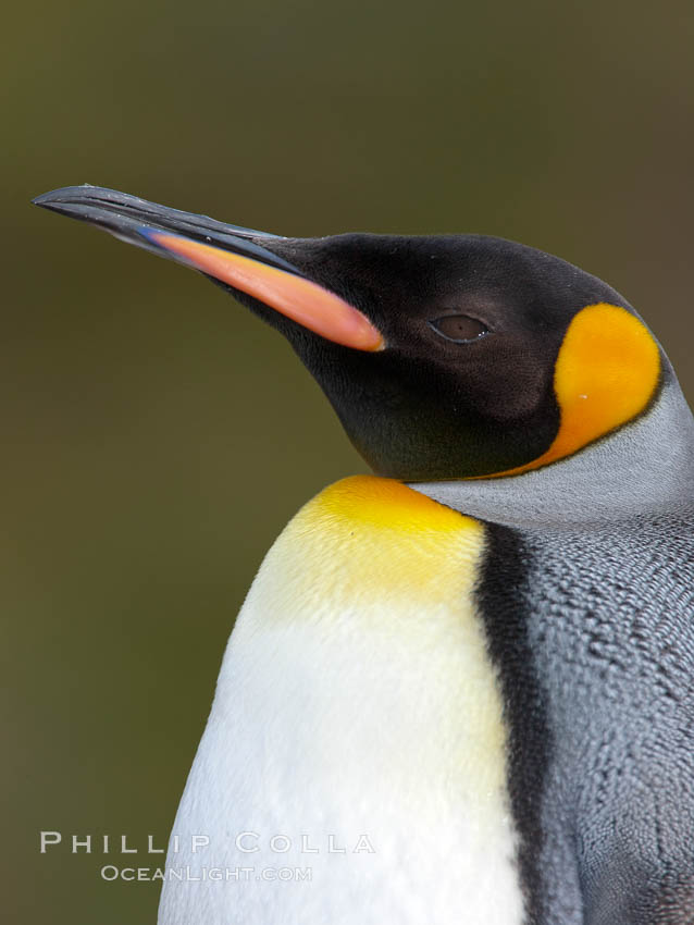 King penguin, showing ornate and distinctive neck, breast and head plumage and orange beak. Fortuna Bay, South Georgia Island, Aptenodytes patagonicus, natural history stock photograph, photo id 24653