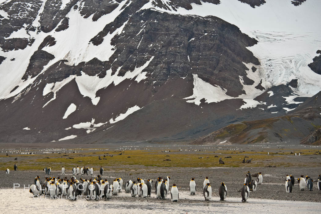 King penguin colony, Right Whale Bay, South Georgia Island.  Over 100,000 pairs of king penguins nest on South Georgia Island each summer., Aptenodytes patagonicus, natural history stock photograph, photo id 24330