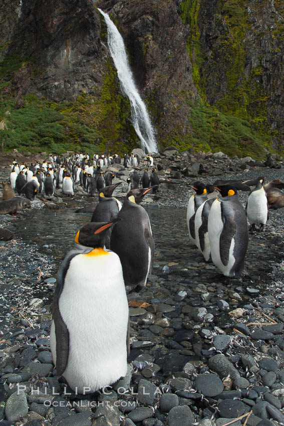 King penguins gather in a steam to molt, below a waterfall on a cobblestone beach at Hercules Bay. South Georgia Island, Aptenodytes patagonicus, natural history stock photograph, photo id 24470