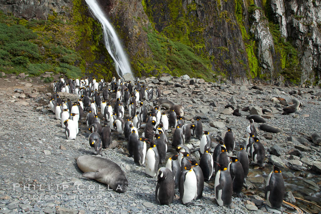 King penguins gather in a steam to molt, below a waterfall on a cobblestone beach at Hercules Bay. South Georgia Island, Aptenodytes patagonicus, natural history stock photograph, photo id 24474