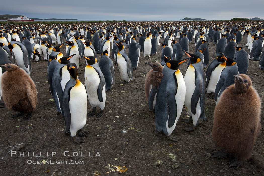 Image 24542, King penguins at Salisbury Plain.  Silver and black penguins are adults, while brown penguins are 'oakum boys', juveniles named for their distinctive fluffy plumage that will soon molt and taken on adult coloration. South Georgia Island, Aptenodytes patagonicus, Phillip Colla, all rights reserved worldwide. Keywords: animal, animalia, aptenodytes, aptenodytes patagonicus, atlantic, aves, bay of isles, bird, chordata, king penguin, oakum boy, oceans, patagonicus, penguin, salisbury plain, sea bird, seabird, south georgia island, spheniscidae, sphenisciformes, united kingdom, vertebrata, vertebrate, wildlife.