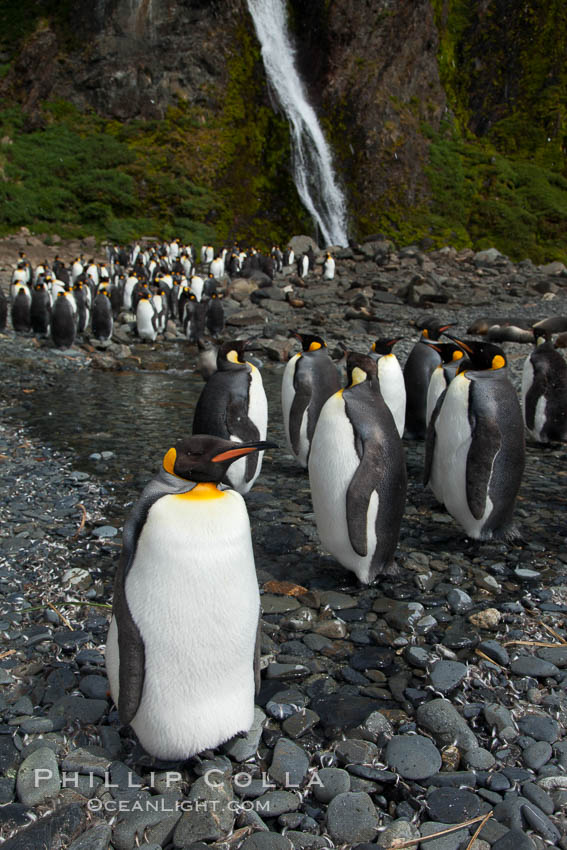 King penguins gather in a steam to molt, below a waterfall on a cobblestone beach at Hercules Bay. South Georgia Island, Aptenodytes patagonicus, natural history stock photograph, photo id 24558