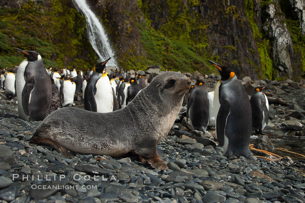 Antarctic fur seal pup in front of a group of molting king penguins, below a waterfall on the cobblestone beach at Hercules Bay. South Georgia Island, Aptenodytes patagonicus, natural history stock photograph, photo id 24562