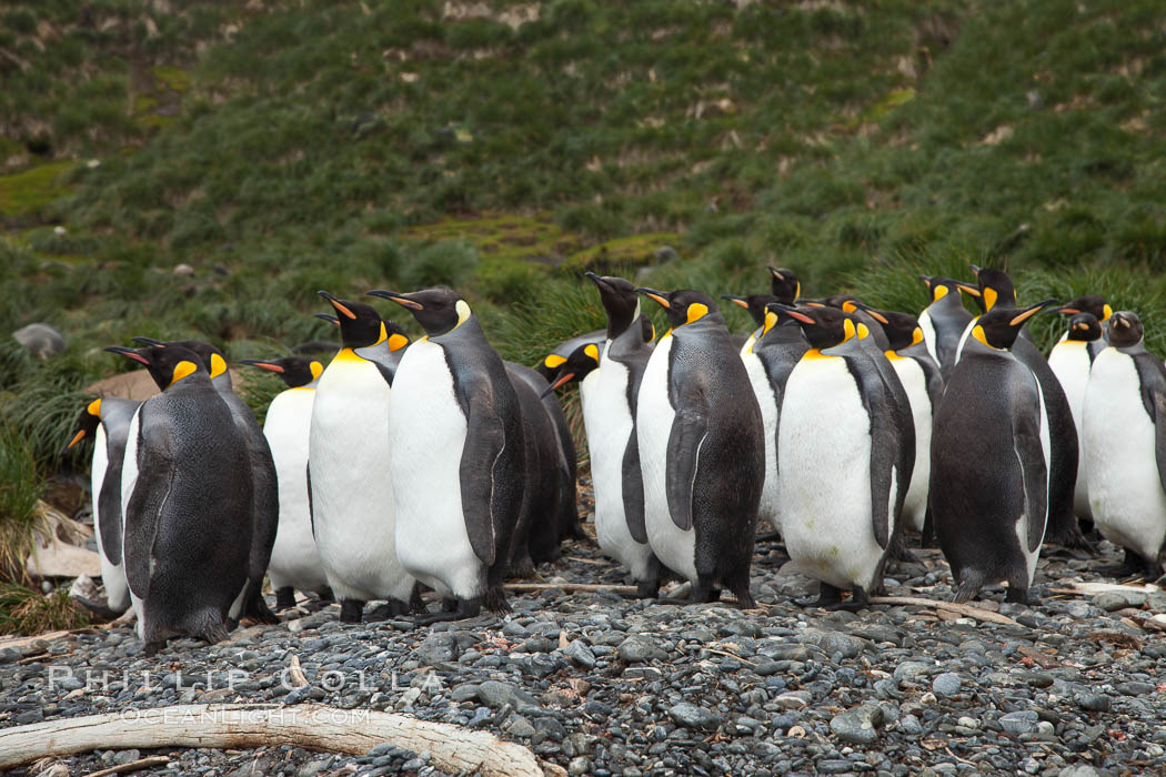 King penguins and whale bones, on the cobblestone beach at Godthul, South Georgia Island.  The whale bones are evidence of South Georgia's long and prolific history of whaling., Aptenodytes patagonicus, natural history stock photograph, photo id 24726