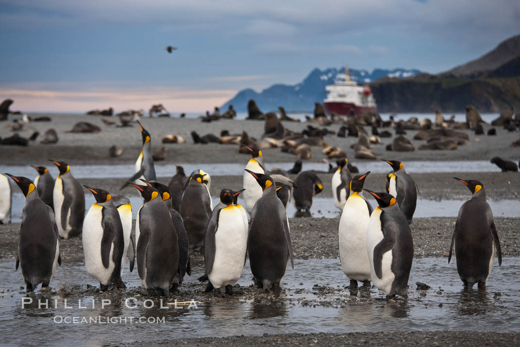 King penguin colony, Right Whale Bay, South Georgia Island.  Over 100,000 pairs of king penguins nest on South Georgia Island each summer., Aptenodytes patagonicus, natural history stock photograph, photo id 24320