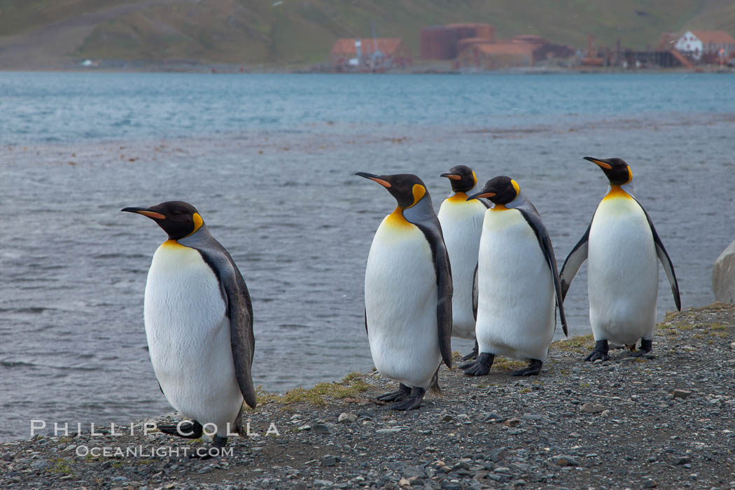 King penguins march in a line along the shore. Grytviken, South Georgia Island, Aptenodytes patagonicus, natural history stock photograph, photo id 24416
