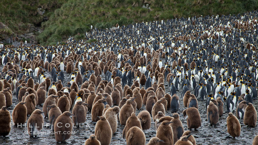 King penguins at Salisbury Plain.  Silver and black penguins are adults, while brown penguins are 'oakum boys', juveniles named for their distinctive fluffy plumage that will soon molt and taken on adult coloration. South Georgia Island, Aptenodytes patagonicus, natural history stock photograph, photo id 24536
