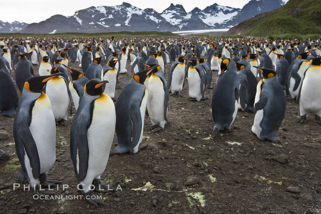 King penguin colony. Over 100,000 pairs of king penguins nest at Salisbury Plain, laying eggs in December and February, then alternating roles between foraging for food and caring for the egg or chick., Aptenodytes patagonicus, natural history stock photograph, photo id 24540
