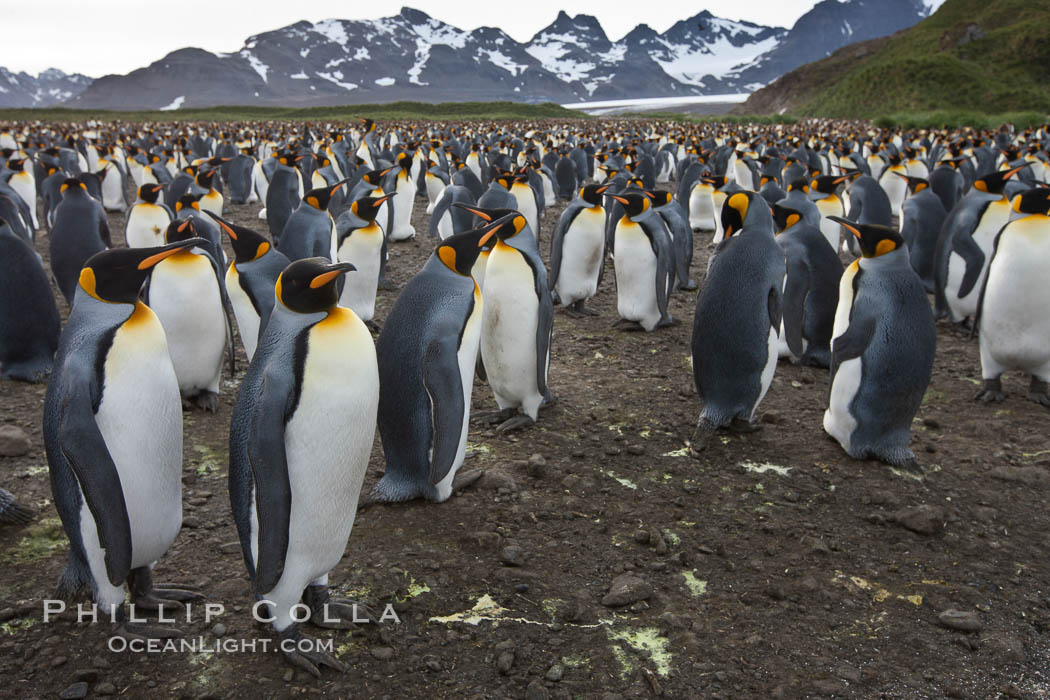King penguin colony. Over 100,000 pairs of king penguins nest at Salisbury Plain, laying eggs in December and February, then alternating roles between foraging for food and caring for the egg or chick. South Georgia Island, Aptenodytes patagonicus, natural history stock photograph, photo id 24540
