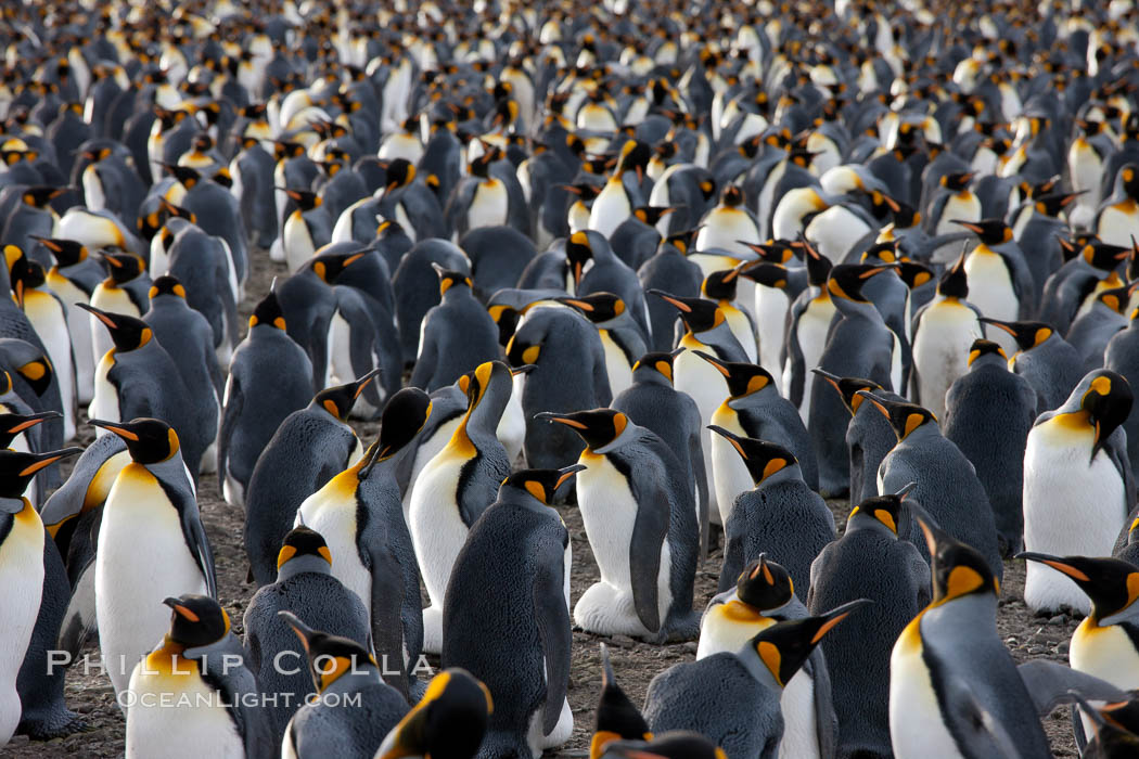 King penguin colony at Salisbury Plain, Bay of Isles, South Georgia Island.  Over 100,000 pairs of king penguins nest here, laying eggs in December and February, then alternating roles between foraging for food and caring for the egg or chick., Aptenodytes patagonicus, natural history stock photograph, photo id 24544